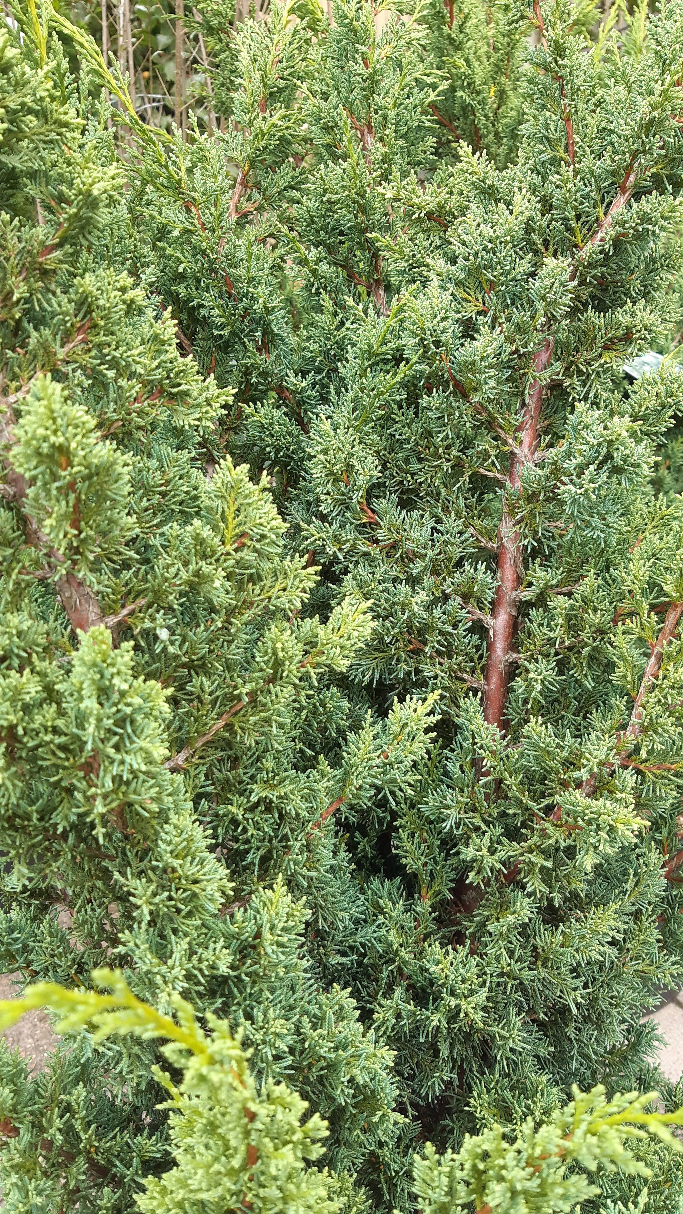 Juniperus chinensis 'Blaauw' (3)